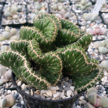 Buy Opuntia Cylindrica Crested | Emerald Idol Cactus | Planet Desert