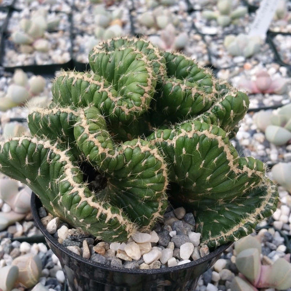 ホリダ spine strong GREEN CACTUS Does darker spines, red short Very form? this recognise anyone アガベ