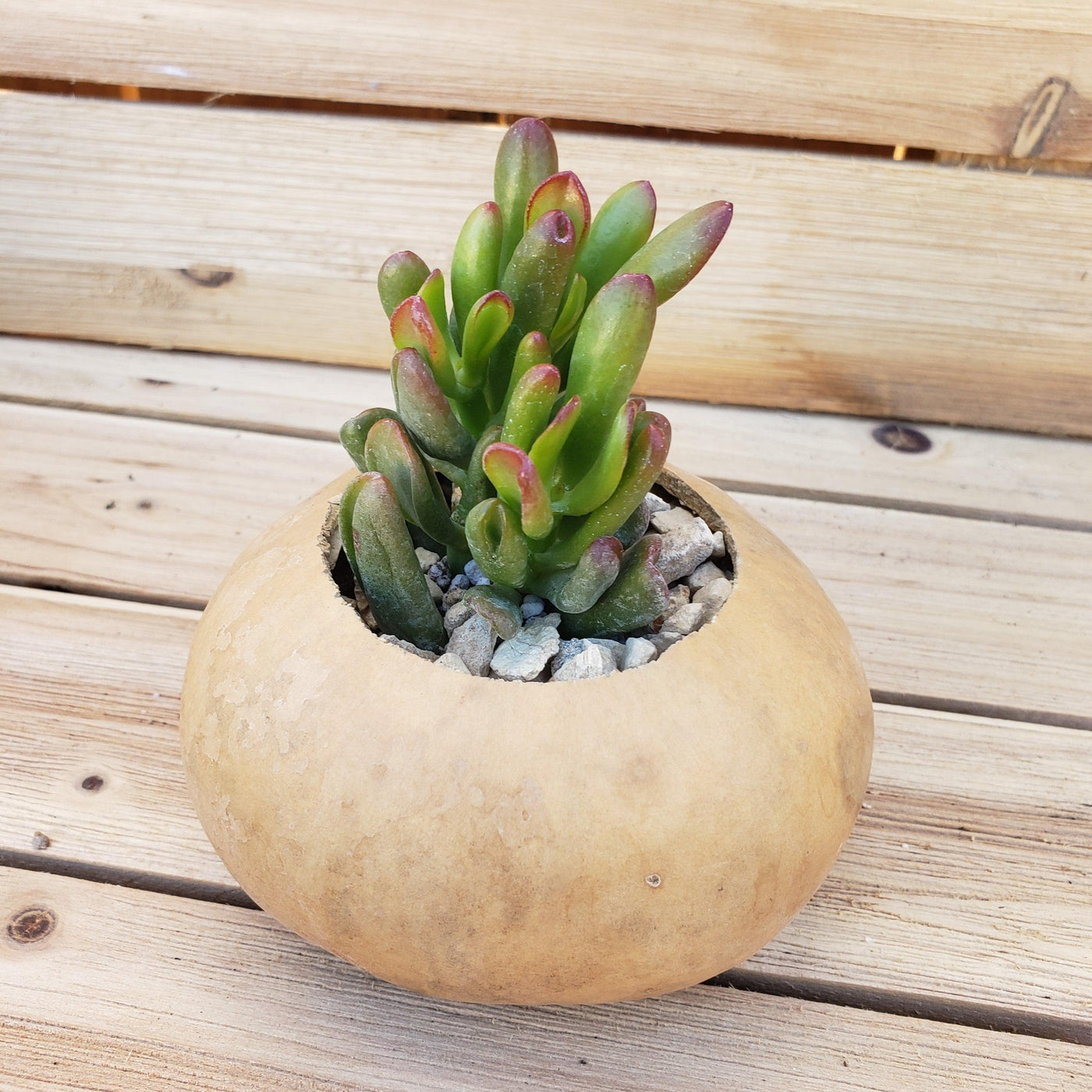 4 inch DIY Succulent Gourd Centerpiece arrangement