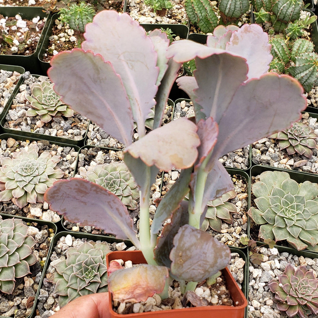 Kalanchoe fedtschenko