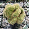 Mammillaria wildii cristata