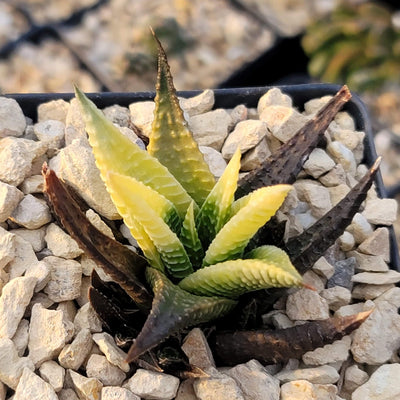 Haworthia limifolia variegata
