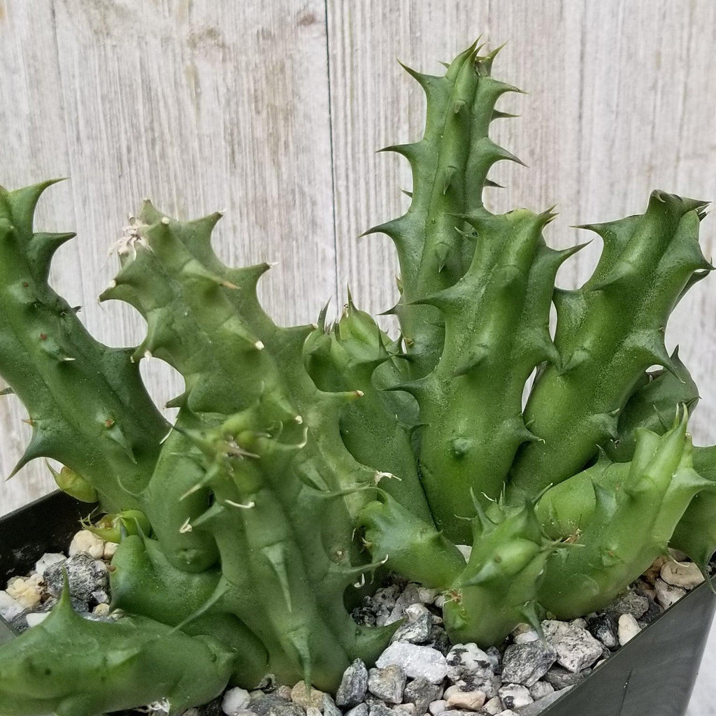 Huernia Nova Mccoy