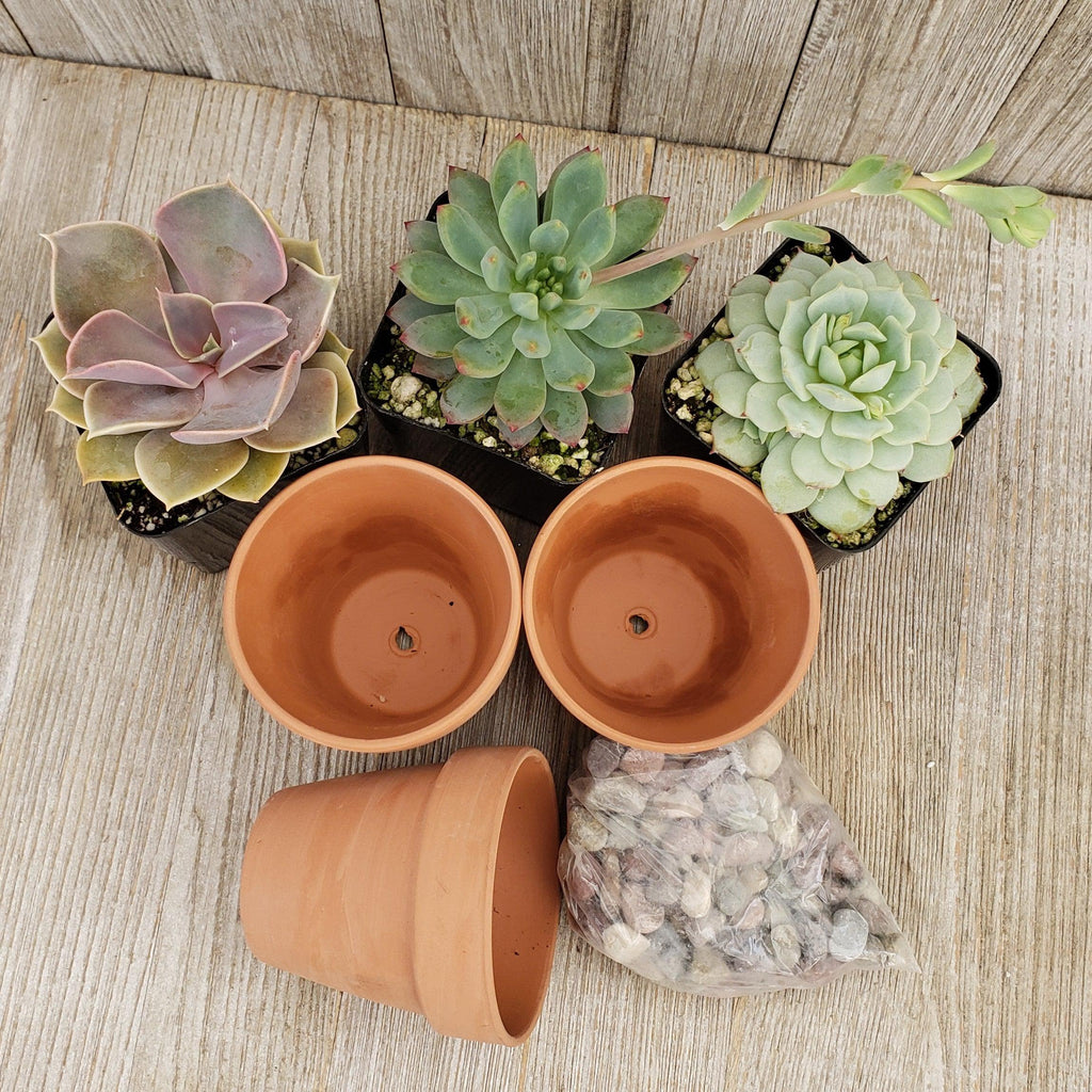 3- 2.5 inch succulents in terracotta pots