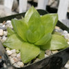 Haworthia planifolia