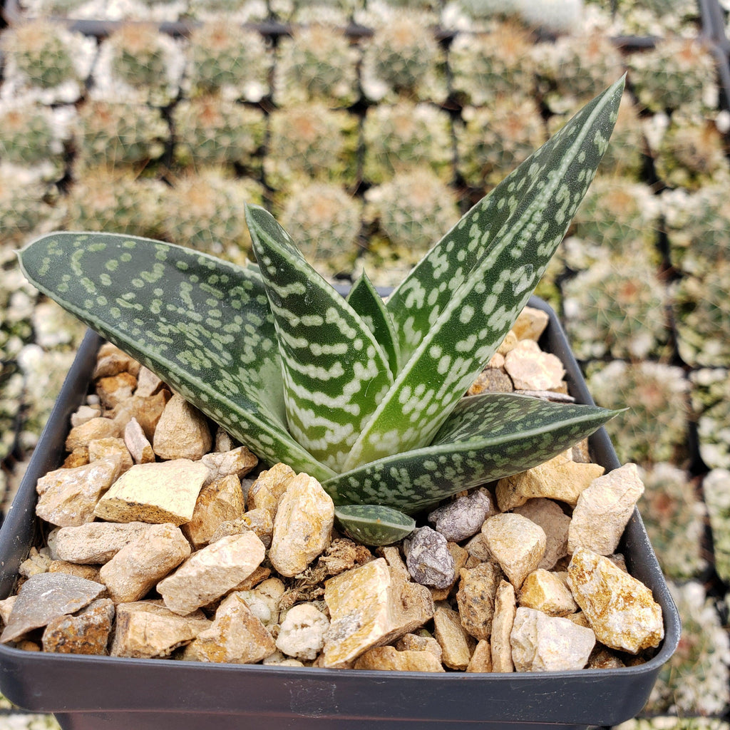 Gasteraloe Tiki Zilla