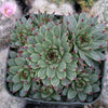 Sempervivum calcareum (Hens and Chicks)