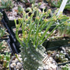 Euphorbia spiralis