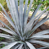 Blue agave - Agave Tequilana &