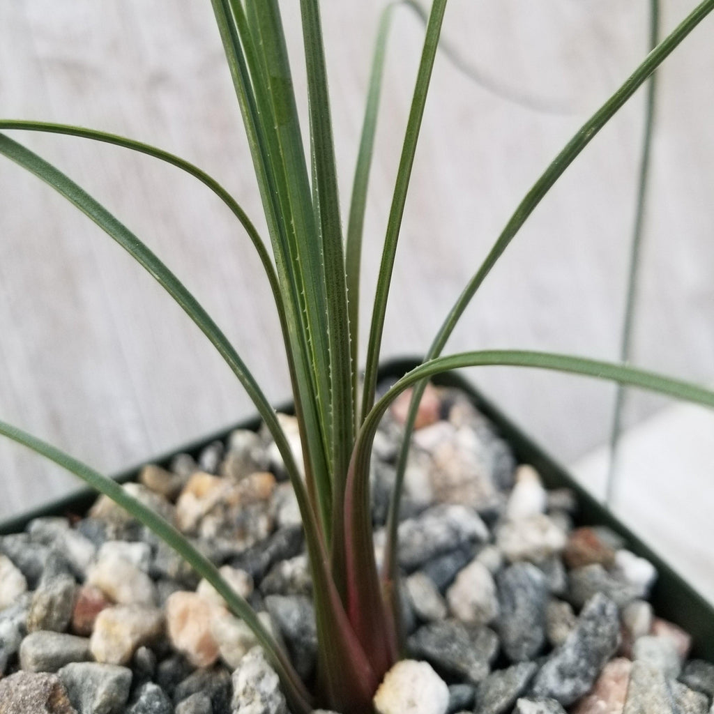 Dasylirion parryanum graminifolium