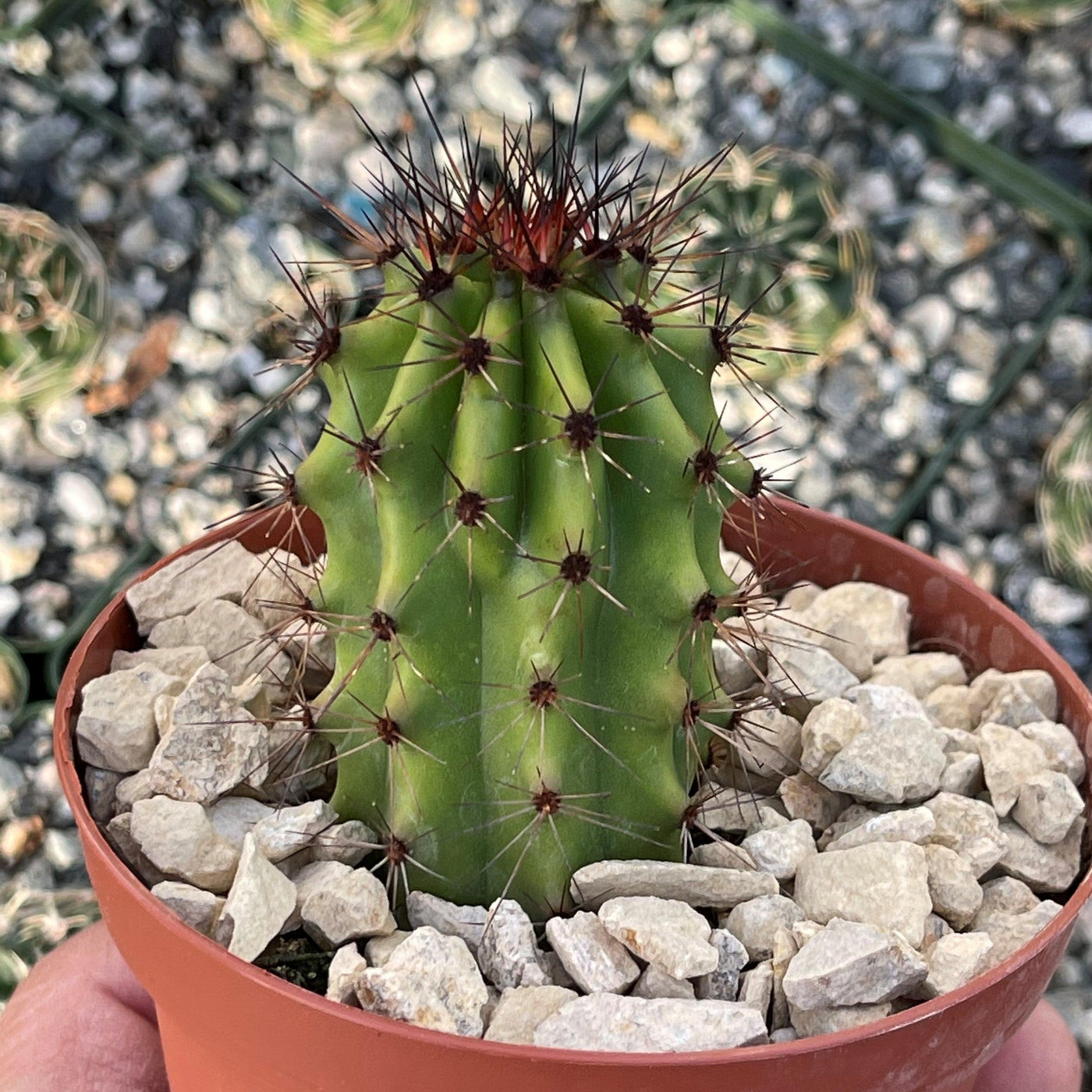 types of organ pipe cactus Shop 'Organ Pipe Cactus – Stenocereus thurberi' Care and Growers Guide