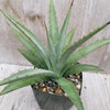 Agave nussaviorum Large