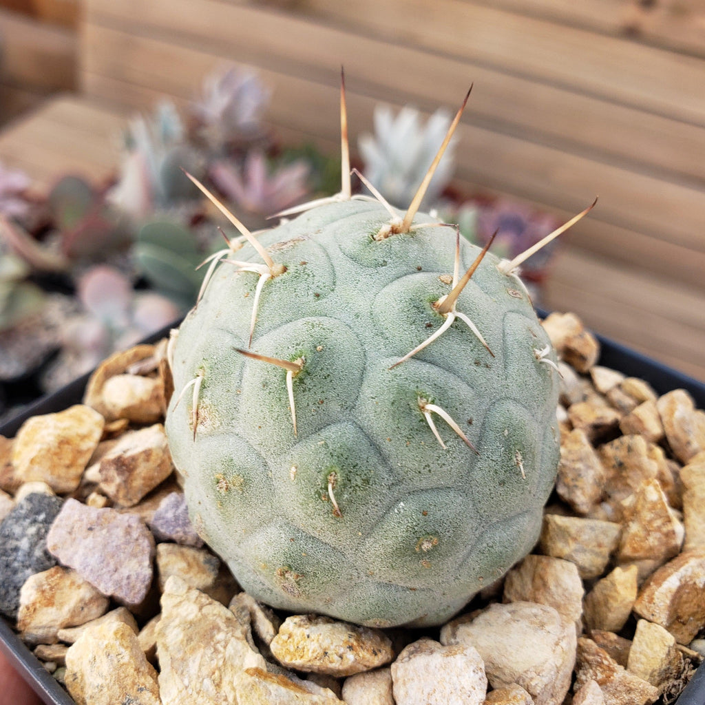 tephrocactus geometricus alexanderi