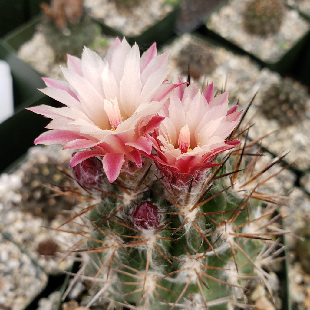 Neochilenia floccosa