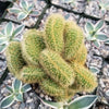 Mammillaria wildii cristata