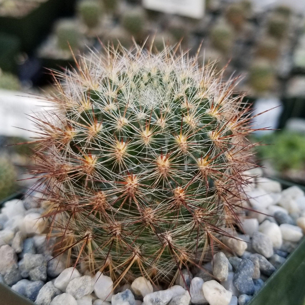 Sulcorebutia tiraquensis bicolorispina
