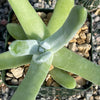 Dudleya pachyphytum