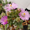 Pink Ice plant Succulent &