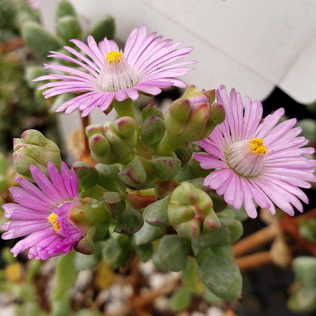 Pink Ice plant Succulent &