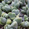 Gibbaeum dispar mesembs