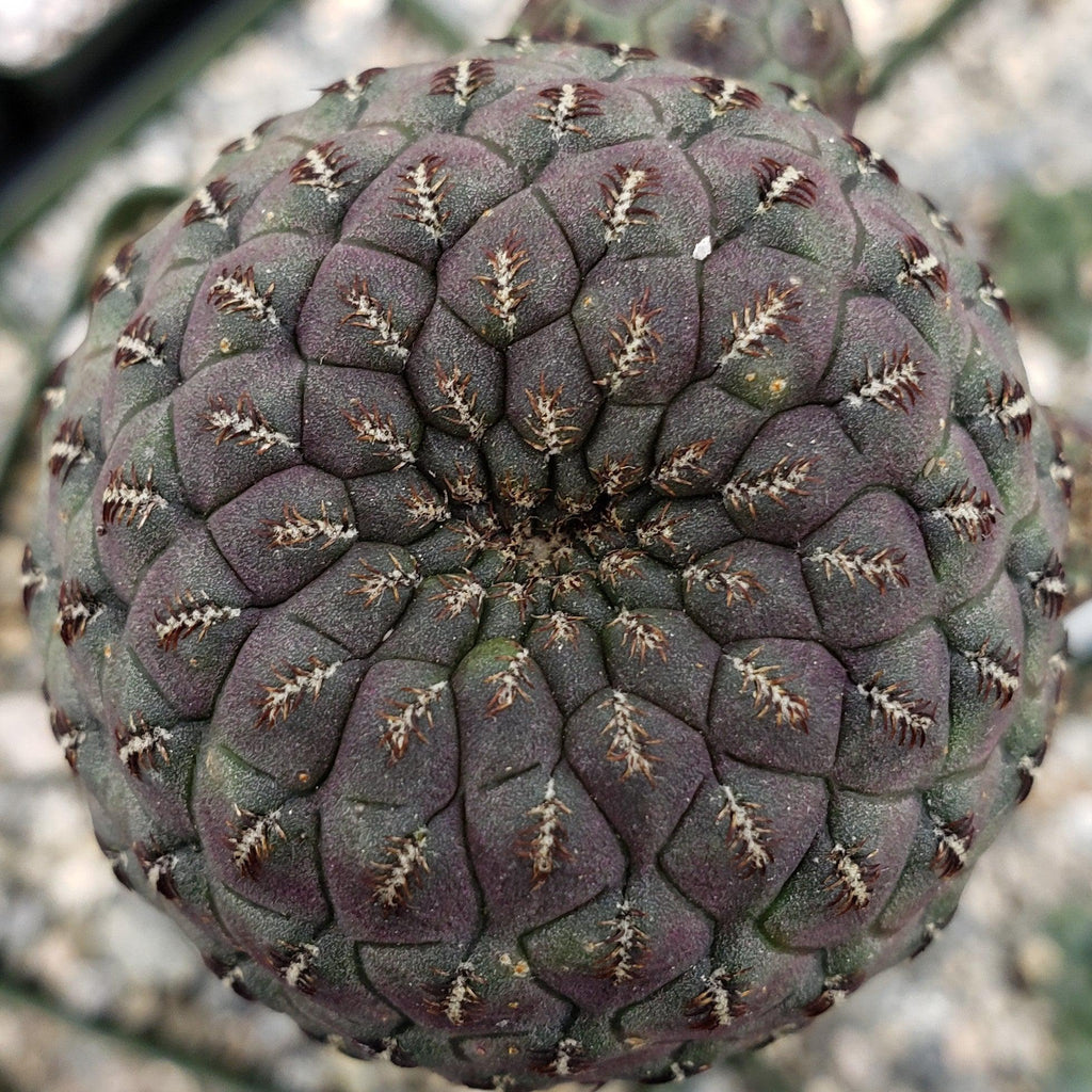 Sulcorebutia rauschii grafted Large