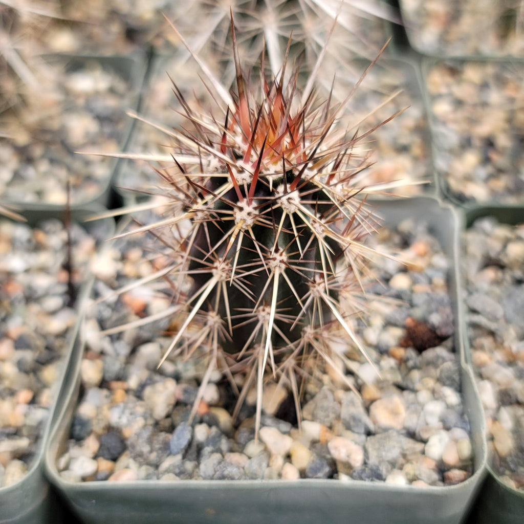 Stenocereus machaerocereus eruca