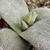 Pleiospilos simulans