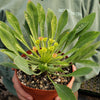 Euphorbia bupleurifolia large Specimen