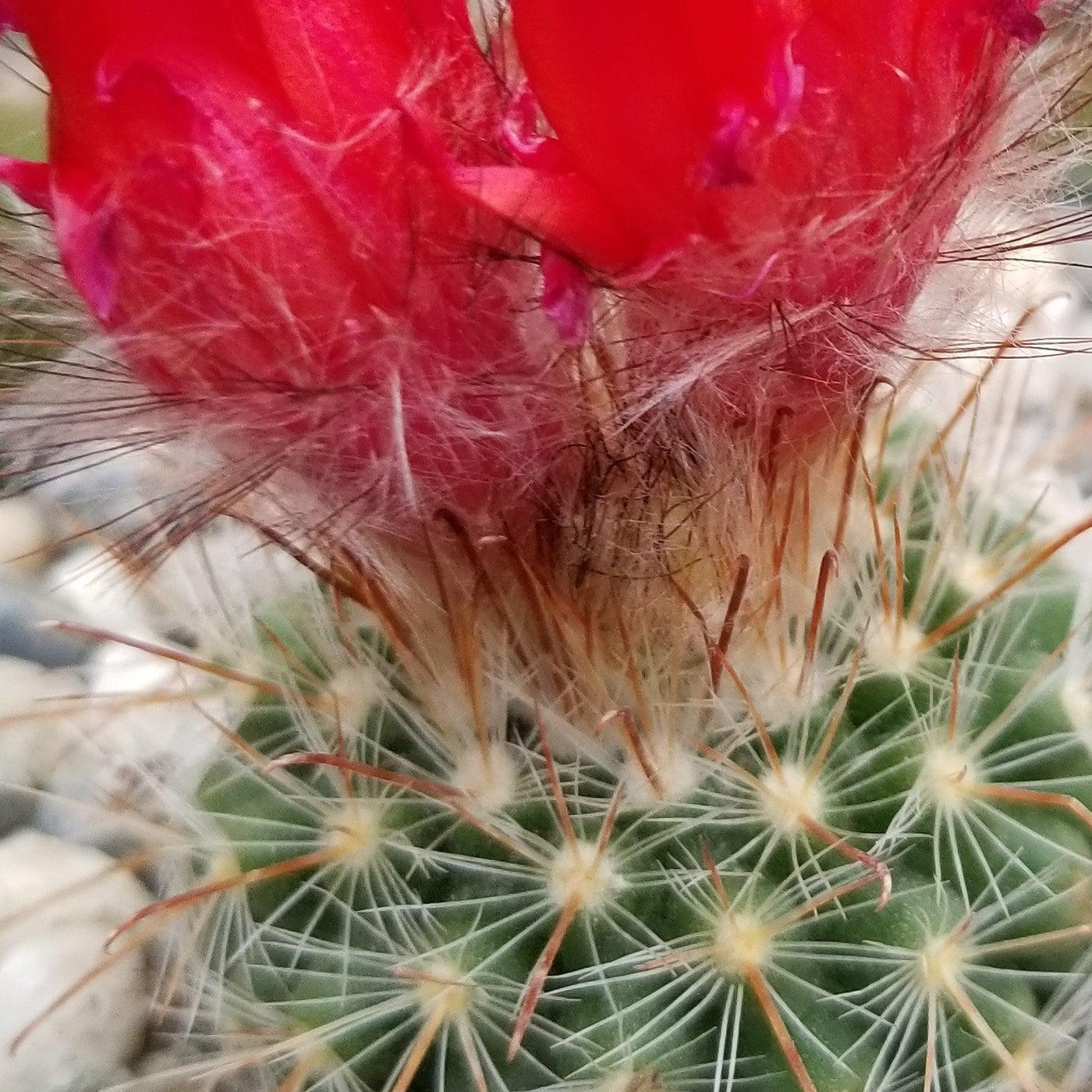 Parodia sanguiniflora