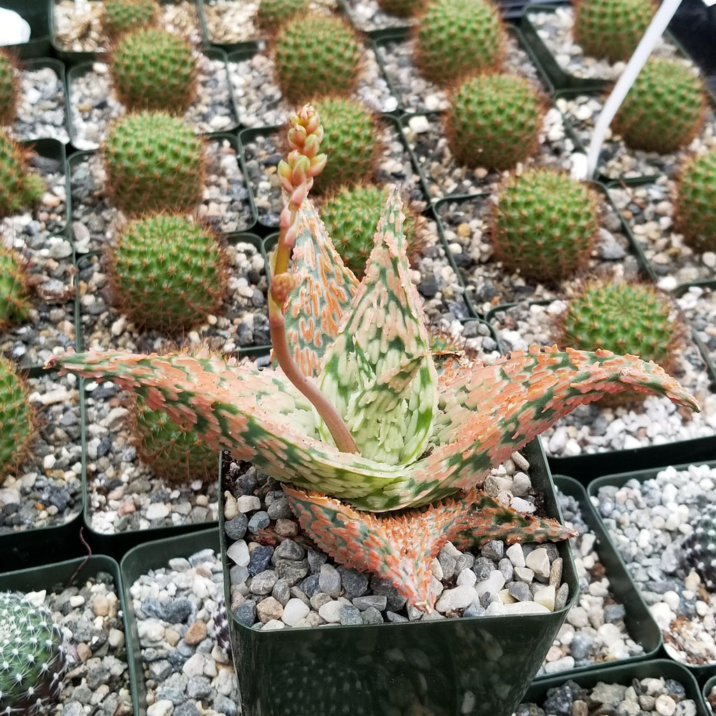 Aloe Delta Dawn
