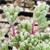 Pink Ice plant Succulent &