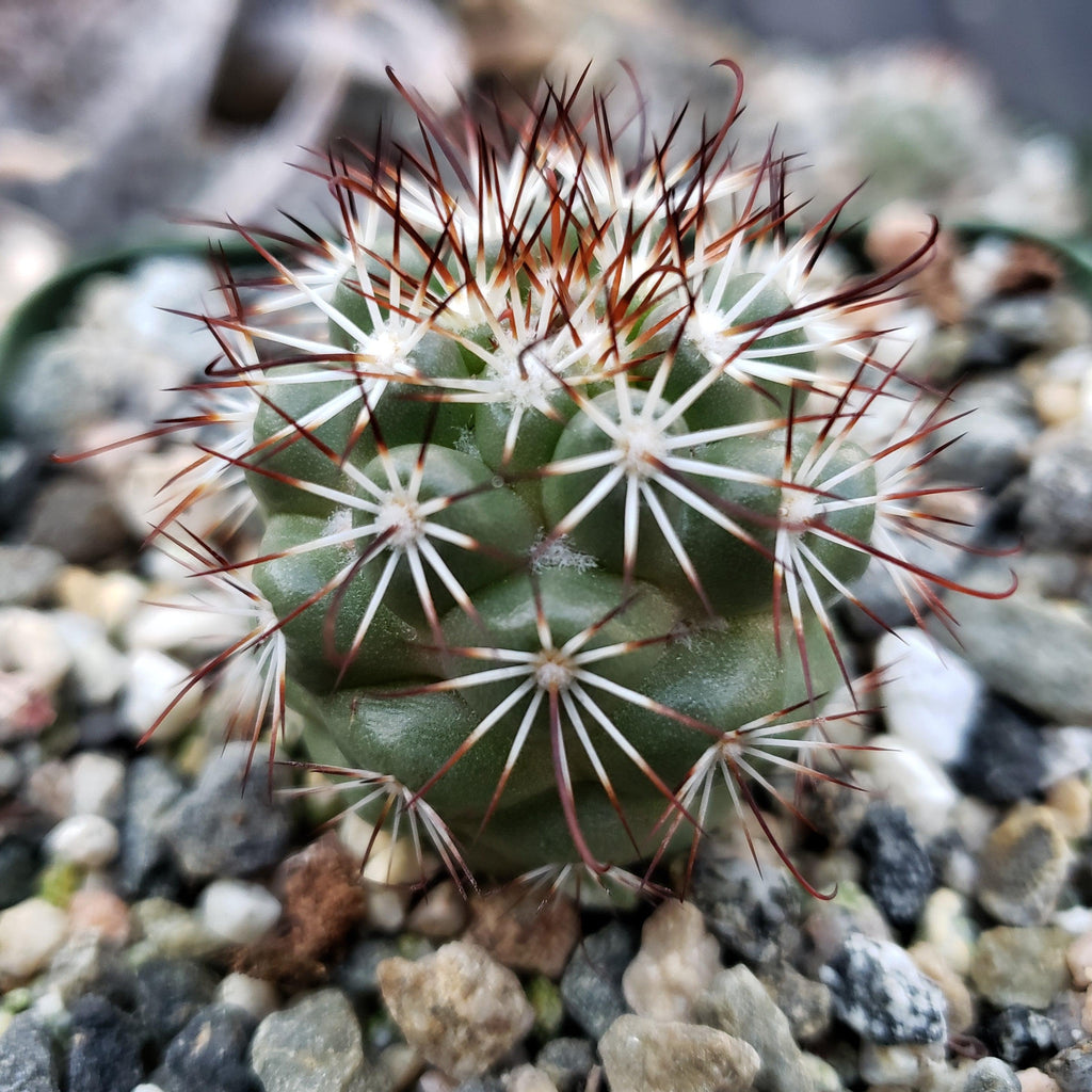 Mammillaria bartschella schumannii