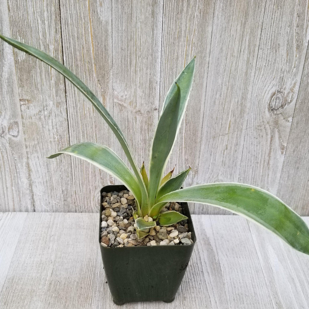 Variegated Caribbean Agave ‘Agave angustifolia marginata’