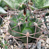 Gymnocalycium schickendantzii