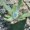 Dudleya pachyphytum