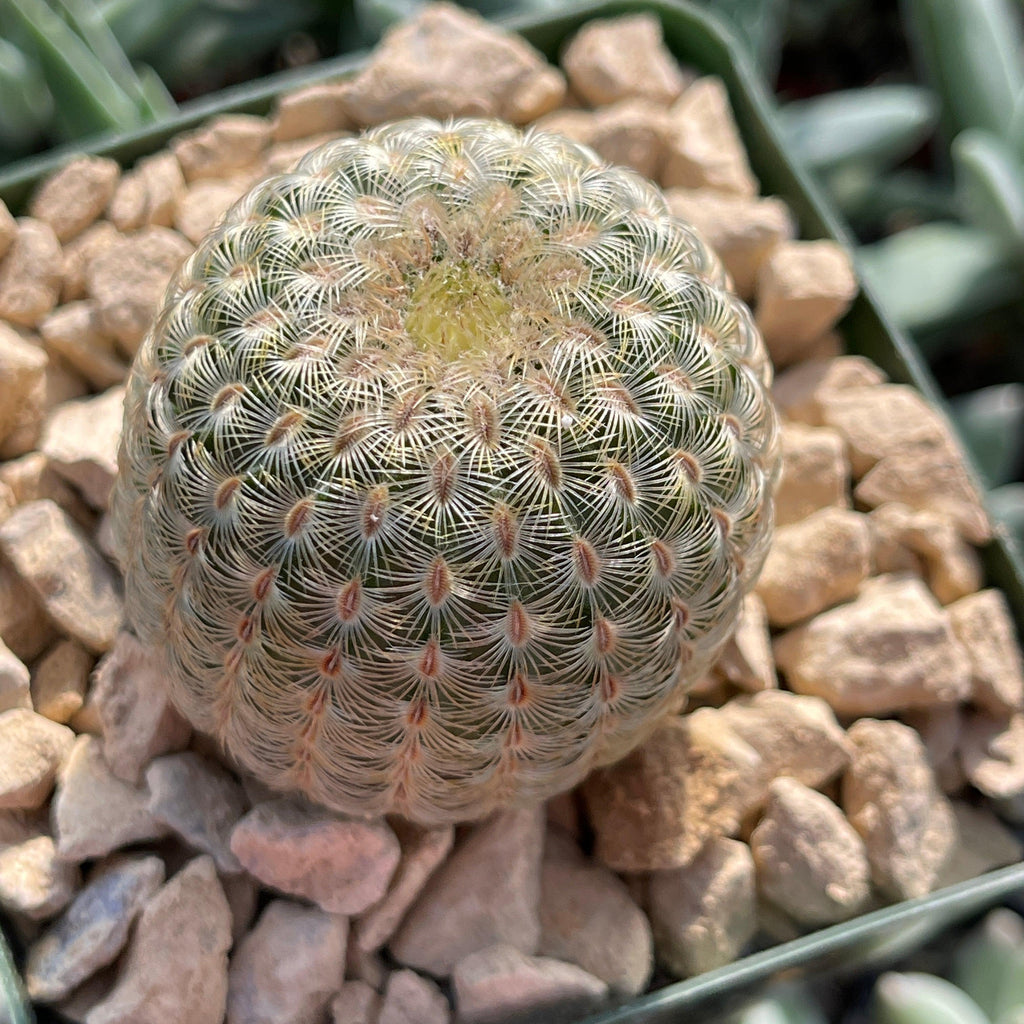 Echinocereus albiflora