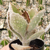 Felt Plant - Kalanchoe beharensis&