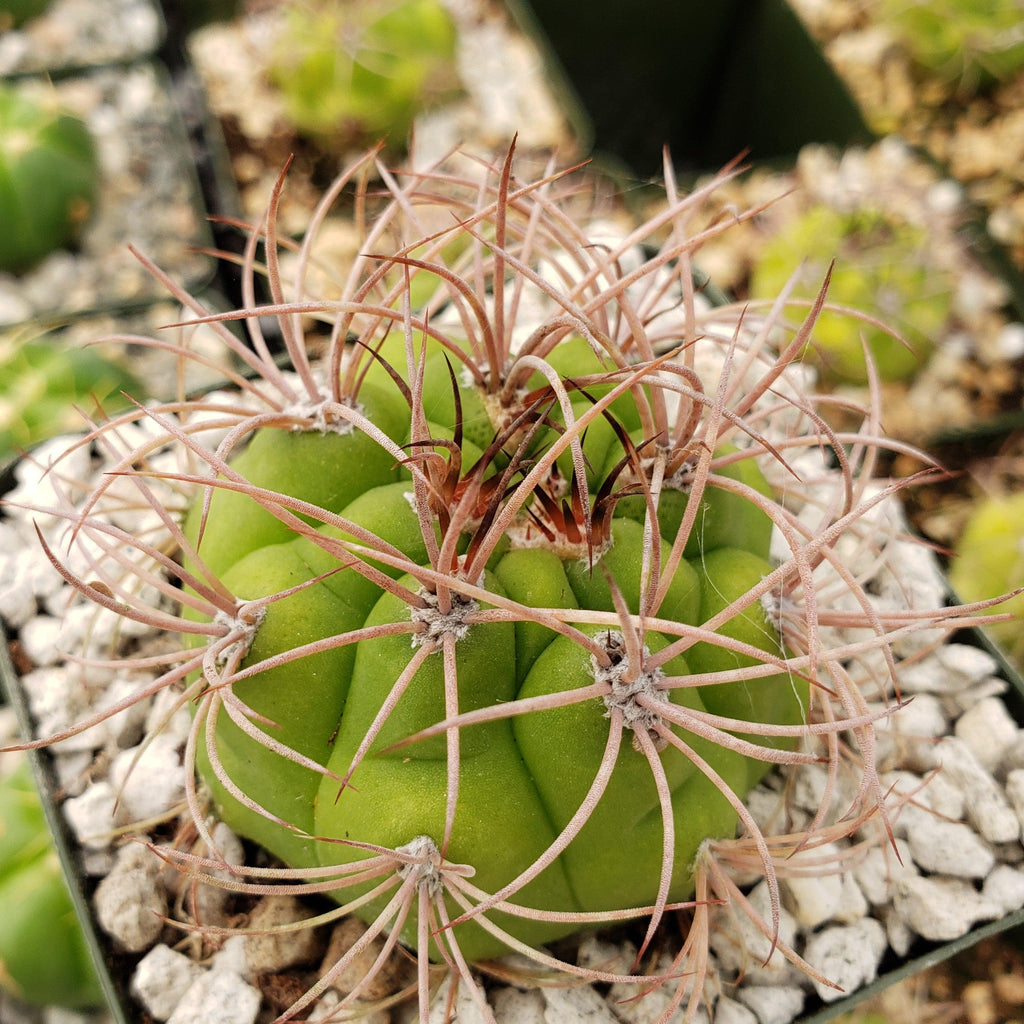 Gymnocalycium saglionis