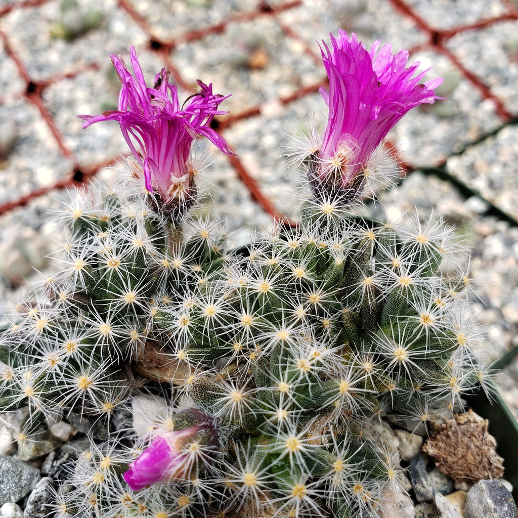 Trichodiadema densum
