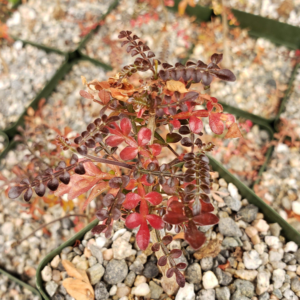 Operculicarya decaryi