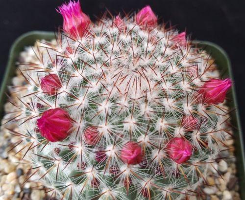 Rainbow Pincushion - Mammillaria rhodantha mccartenii