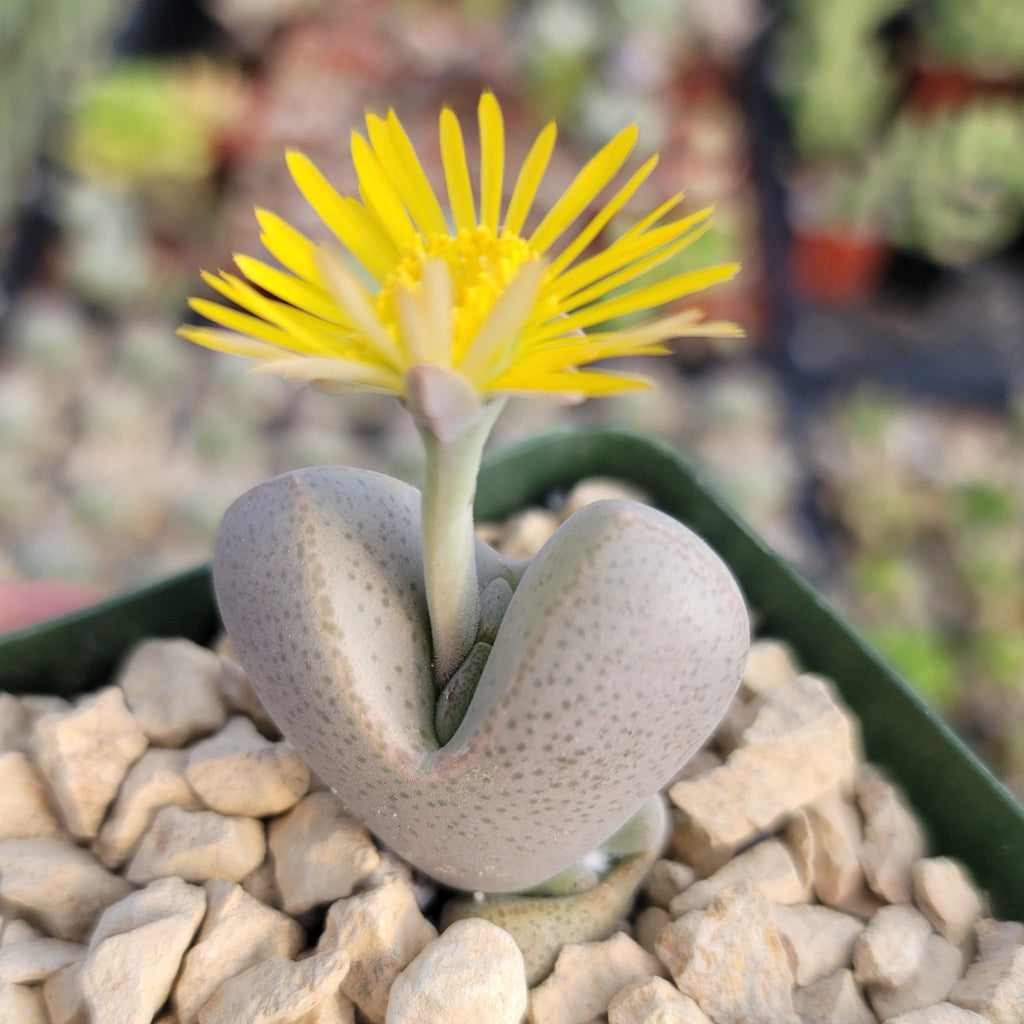 Dinteranthus microspermus puberulus