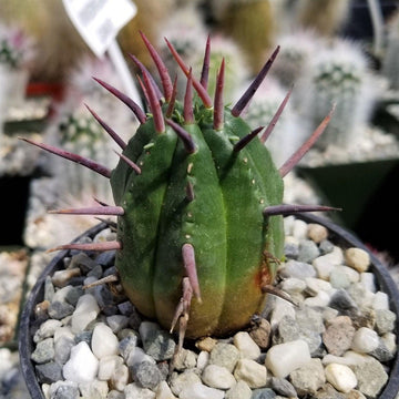 kaktus 4 friends online bestellen Euphorbia ferox