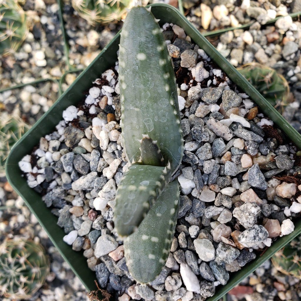 Aloe pearsonii