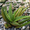 Gasteraloe variegata