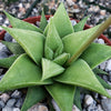 Haworthia rigida