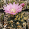 Gymnocalycium neuhuberi