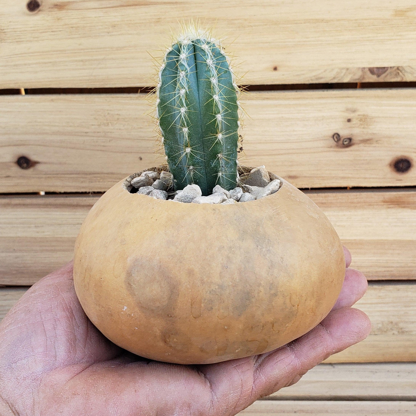 4 inch DIY Cactus Gourd Centerpiece arrangement