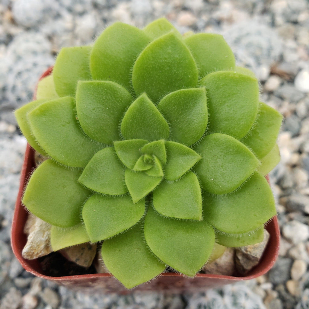 Aeonium pseudotabuliforme Green Platters