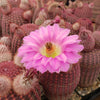 Rainbow Hedgehog Cactus - Echinocereus rigidissimus &